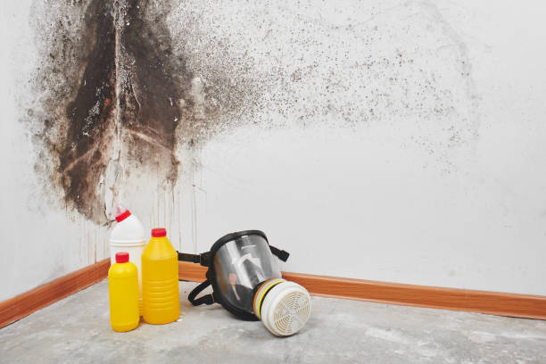 Best Mold Remediation  in Hawley, PA