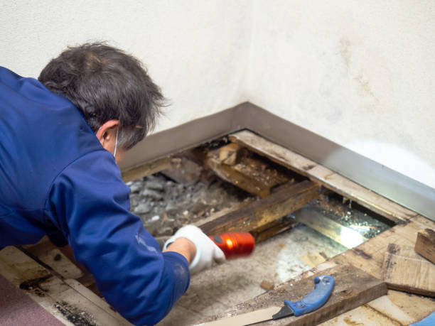 Best Commercial Mold Removal  in Hawley, PA