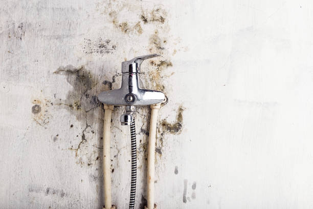 Best Same-Day Mold Removal  in Hawley, PA