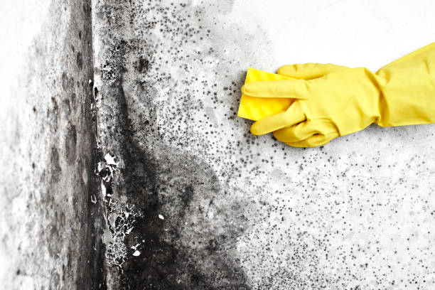 Best Mold Remediation  in Hawley, PA