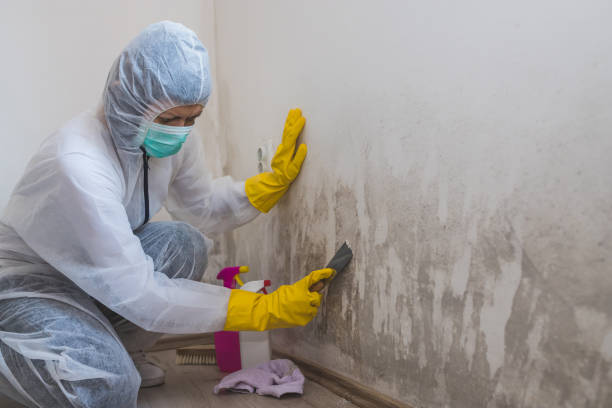 Best Residential Mold Removal  in Hawley, PA