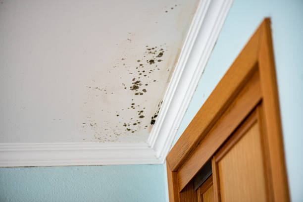 Best Fast Mold Removal  in Hawley, PA