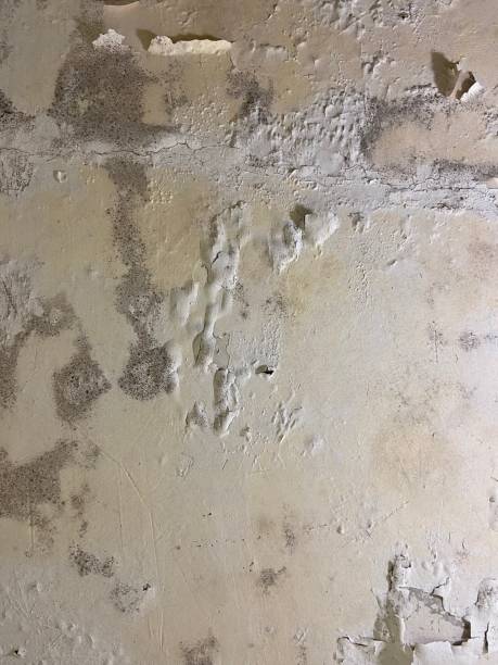 Best Professional Mold Removal  in Hawley, PA
