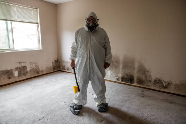 Best Mold Damage Repair  in Hawley, PA