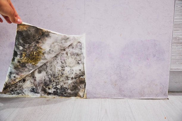 Professional Mold Removal in Hawley, PA